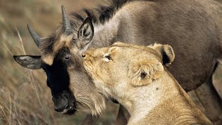 Lion eating Buffalo and Wildebeest testicles alive [upl. by Ardnal]