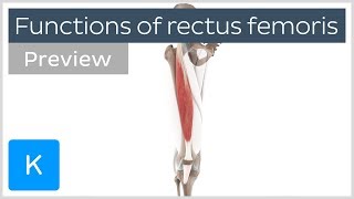 Functions of the rectus femoris muscles preview  Human 3D Anatomy  Kenhub [upl. by Quintilla]