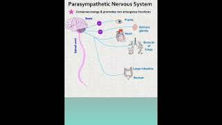 parasympathetic Nervous system drx [upl. by Heilner551]