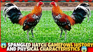 The Spangled hatch History and physical characteristics [upl. by Nahtal]