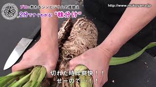 【プロに教わる！シンビジウムの植替え 】2分でわかる株分け編 [upl. by Lochner]