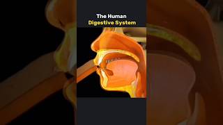 Human digestive System How it works 3danimation [upl. by Asilec986]