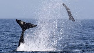 Killer Whale Flips Seal Into the Air [upl. by Acisey]