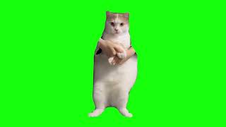 Cat Dancing to EDM  Green Screen [upl. by Shina]