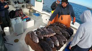 Insane Rhode Island Blackfish Tog Fishing  Why RI is the Top Tog Spot in the Northeast [upl. by Alfeus714]