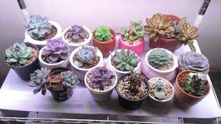 SUCCULENTS UNDER GROW LIGHTS [upl. by Ewolram]