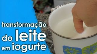 A transformação do leite em iogurte EXPERIÊNCIA  receita [upl. by Aivul]