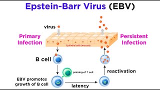 Mononucleosis EpsteinBarr Virus [upl. by Nylsor]