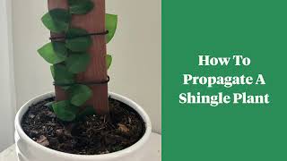 How to propagate a shingle plant Rhaphidophora Hayi [upl. by Massarelli]