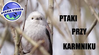 Ptaki przy karmniku  lista [upl. by Lalage]