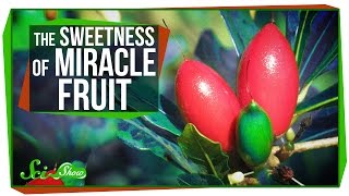 Miracle Fruit How to Trick Your Taste Buds [upl. by Joy638]