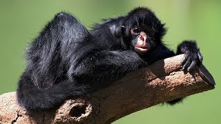 Spider monkeys in wild Amazon Rainforest [upl. by Enitsyrk770]