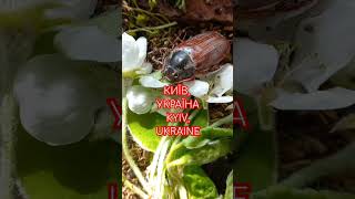 Травневі Хрущи Над Вишнями Гудуть Київ Україна 110424 Chafer Beetles Are Flying Kyiv Ukraine [upl. by Otter]