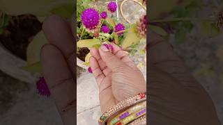 Time to collect Gomphrena flower seeds shortsgardeningflowers [upl. by Opaline]