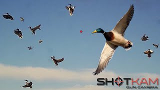 Duck Hunting Highlights  with a Shotkam [upl. by Erodeht]