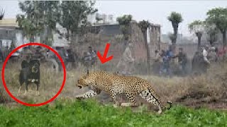 Himalayan mastiff destroys a leopard [upl. by Ilwain307]