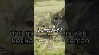 Fun Fact Chinchilla🐹 faktaunik fakta animals chinchilla [upl. by Deerdre]