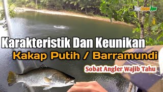 Karakteristik Dan Keunikan Ikan Kakap Putih Barramundi Yang Perlu Angler Ketahui [upl. by Nauqan]