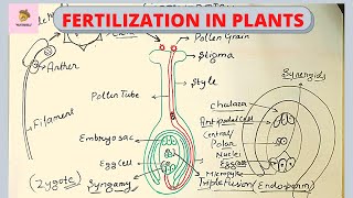 FERTILIZATION IN PLANTS in Hindi [upl. by Blynn]