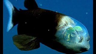 Facts The Barreleye Fish Spook Fish [upl. by Aititel]