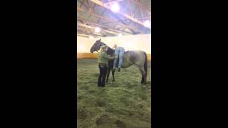 The new and safe way to start horses under saddle  first rider up [upl. by Noivert]