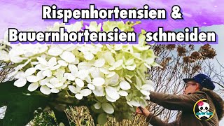 Rispenhortensie amp Bauernhortensie schneiden  Frühjahr  Hortensien richtig schneiden [upl. by Ribaj]