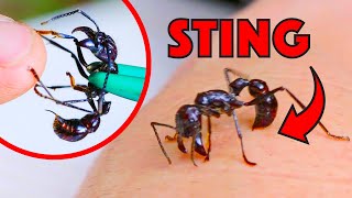 BULLET ANT STING [upl. by Llehcal]