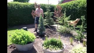 Planting  Picea Pungens Iseli Fastigiata [upl. by Rehtaeh]