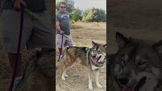 Wolfdog Merch Shop on Canine Twang Spreadshop Store shorts shortvideo wolfdog shortsfeed [upl. by Adnomal]