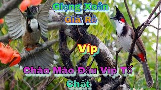 Chào Mào Đấu Tuyển Vip Nghệ An Siêu Đẹp Tố Chất 28122024 [upl. by Akeirahs]