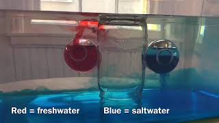 Thermohaline Circulation Demonstration [upl. by Happy]