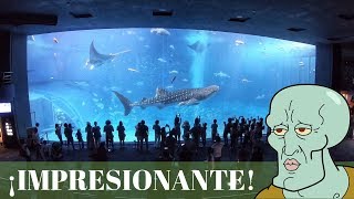 EL ACUARIO MÁS GRANDE DE JAPÓN │IMPRESIONANTE │OKINAWA [upl. by Narrat744]