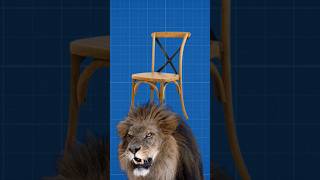 ¿¿Por qué es Facil Domar a un León Con Una Silla curiosidades shortsfeed shorts animales [upl. by Joli463]