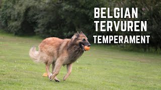 Belgian Tervuren Temperament [upl. by Nwahsor]