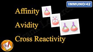 Affinity Avidity and Cross Reactivity FLImmuno42 [upl. by Trey987]