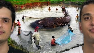 8 MAIORES PEIXES DE ÁGUA DOCE [upl. by Broeder]