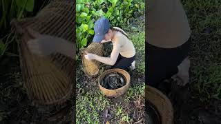 Survival fish trapping skills to catch huge snakehead fish [upl. by Breena907]