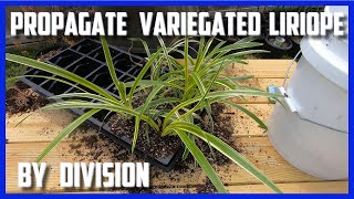 Propagate Variegated Liriope by Division [upl. by Alled]