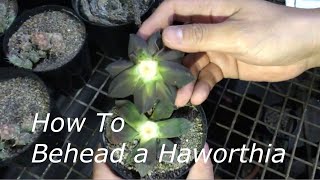 How To Behead a Haworthia for Propagation [upl. by Arremat860]