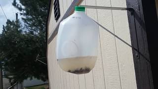 How To Make the Easiest Fly Trap From a Milk Jug [upl. by Meadows]