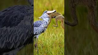 The Patient Predator Hunting Tactics of the Shoebill Bird Shoebill birds shorts [upl. by Jarus]