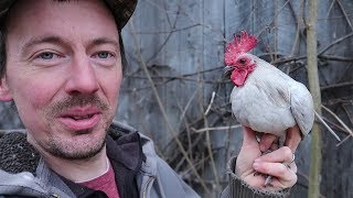 Mature Teacup Rooster Tiny Chickens [upl. by Marigolda]