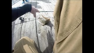 STUNG BY A STINGRAY INSANE FOOTAGE [upl. by Darrel205]