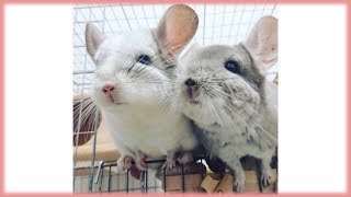 Cute Chinchilla Compilation 2019 [upl. by Alexander]