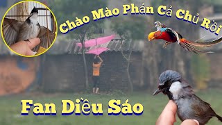 Fan Nhí Thả Diều Sáo Và Chào Mào Mồi Phản Cả Chủ Rồi Nhân Tạ Mốt [upl. by Vaden]