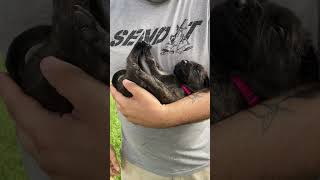 🐶The ULTIMATE English Mastiff Puppy Temperament Test🐶 pt1 dogs dog dogmom d [upl. by Nnylrebma]