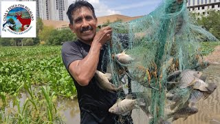 TARRAYASOS LLENOS DE MOJARRAS GRANDES Rio humaya Culiacán Sinaloa México [upl. by Apeed]