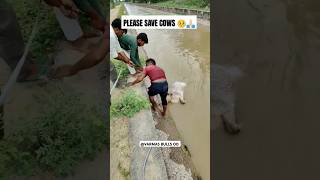 🥺Pleasesavetheanimals savecow ytshortsindia pleasehelp cow ytshorts subscribemychannelshorts [upl. by Edelson]