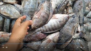 Fish Market in Hyderabad Big Fish Market  Hyderabad Timez [upl. by Ennoitna850]