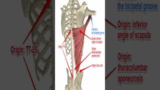 Anatomy Latissimus Dorsi Shorts [upl. by Adim379]